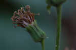 Rugel's Indianplantain <BR>Rugel's ragwort